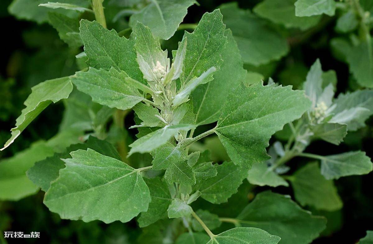 农村常见的野菜图片及名称(春天长出来后采摘可食用野菜)-图片9